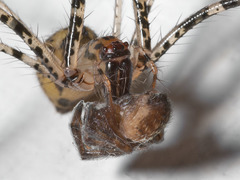 Australomimetus maculosus