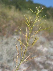 Brassica elongata pinnatifida