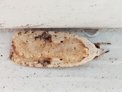 Agonopterix nervosa