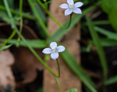 Wahlenbergia multicaulis