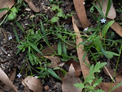 Wahlenbergia multicaulis