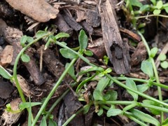 Wahlenbergia multicaulis