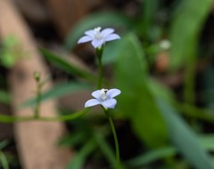 Wahlenbergia multicaulis