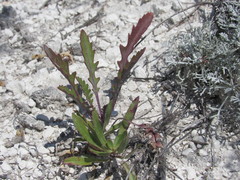 Brassica elongata pinnatifida
