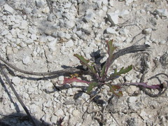 Brassica elongata pinnatifida