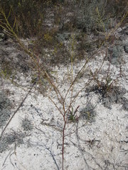 Brassica elongata pinnatifida