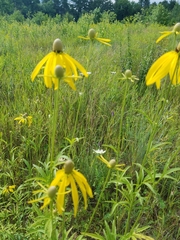 Rudbeckiinae