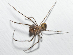 Australomimetus maculosus