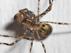 Australomimetus maculosus