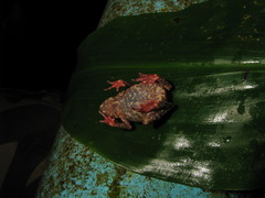 Karen Stream Toad photo 2