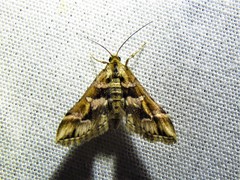 Diasemia