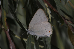 Satyrium sylvinus dryope