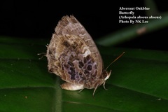 Arhopala abseus