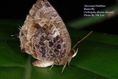 Arhopala abseus