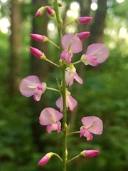 Hylodesmum glutinosum