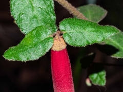 Correa reflexa speciosa