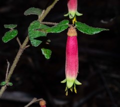 Correa reflexa speciosa