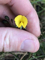 Gompholobium pinnatum