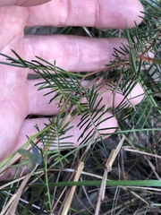 Gompholobium pinnatum