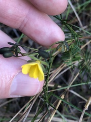 Gompholobium pinnatum