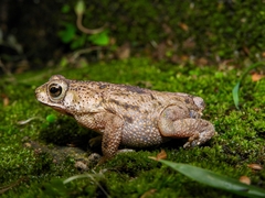 Rhinella humboldti
