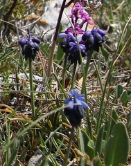 Muscari neglectum