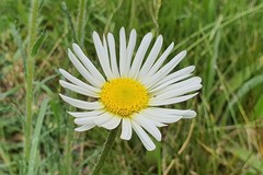 Brachyscome diversifolia