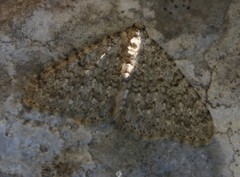 Coenotephria ablutaria