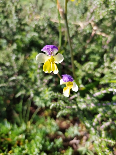 Sparaxis villosa