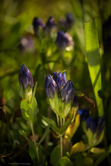 Gentiana plurisetosa