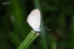 Zizula hylax pygmaea