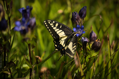 Gentiana plurisetosa