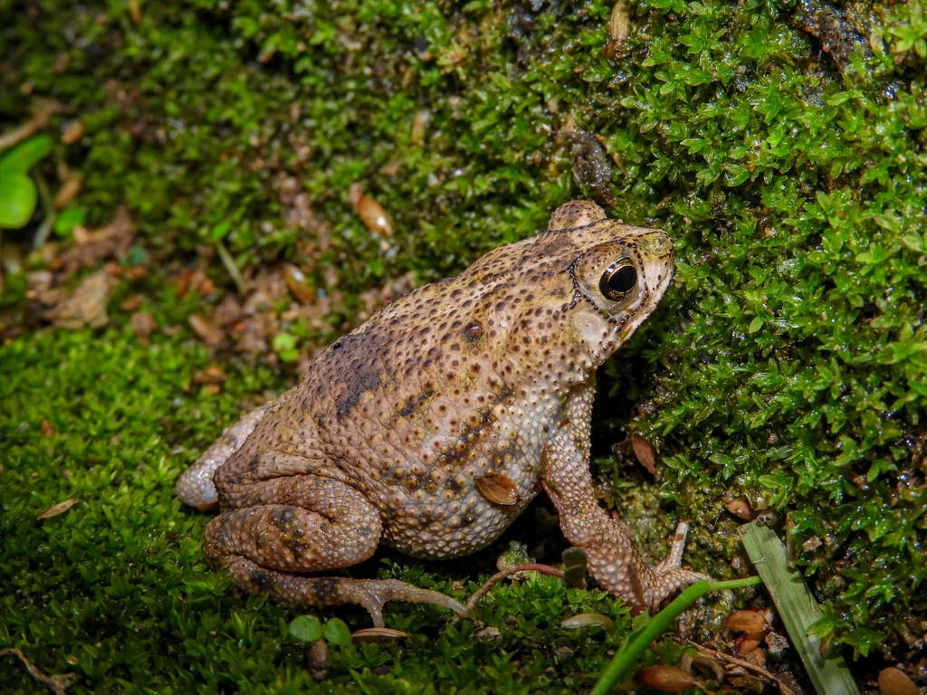 Rivero's Toad