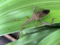 Aspilosterna albovittata