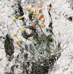 Pentanema verbascifolium