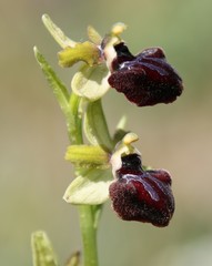 Ophrys sphegodes passionis