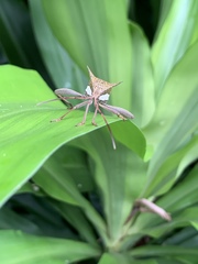 Aspilosterna albovittata