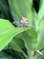 Aspilosterna albovittata