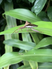 Aspilosterna albovittata