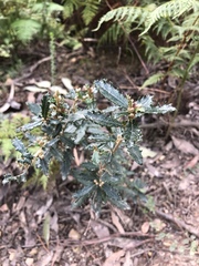 Olearia myrsinoides