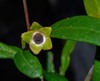 Beyeria lasiocarpa - Photo (c) Kerri-Lee Harris, some rights reserved (CC BY-NC), uploaded by Kerri-Lee Harris