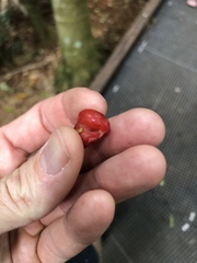 Syzygium corynanthum