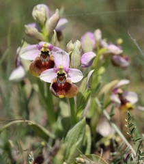 Ophrys tenthredinifera
