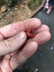 Syzygium corynanthum