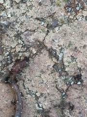 Lumbricus terrestris