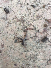 Lumbricus terrestris