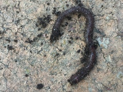 Lumbricus terrestris
