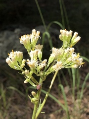 Psacalium decompositum