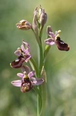 Ophrys