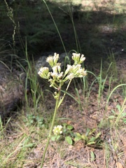 Psacalium decompositum